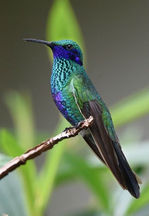 Curiosidades y rarezas del colibrí