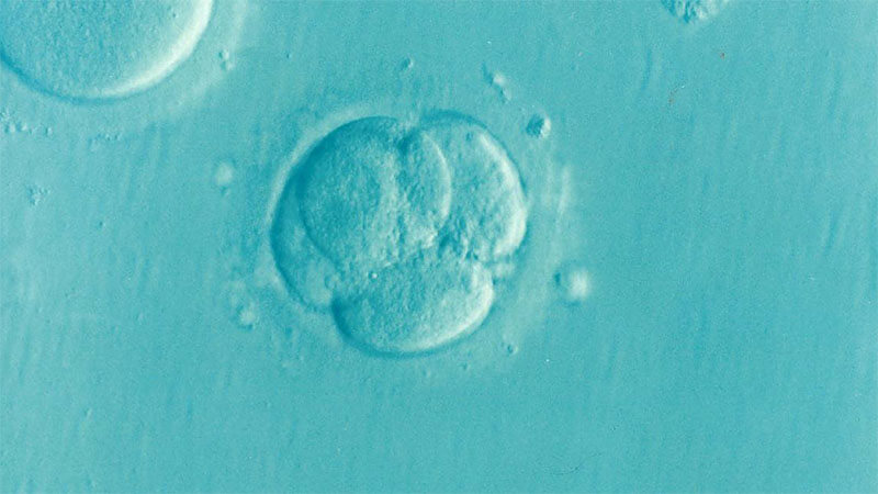 Desarrollo embrionario: Qué es y sus procesos