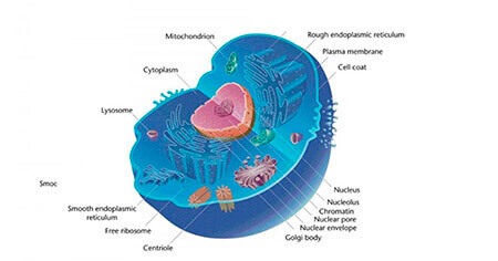 Célula eucariota: definición, tipos, funciones y estructura