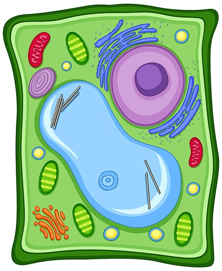 La célula vegetal: estructuras, funciones y sus partes
