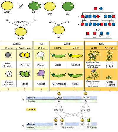 Leyes de Mendel: cuáles son y ejemplos - Significados