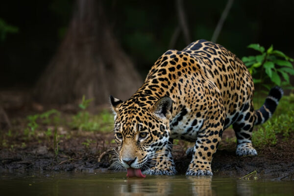 Significado de la Danza del Jaguar