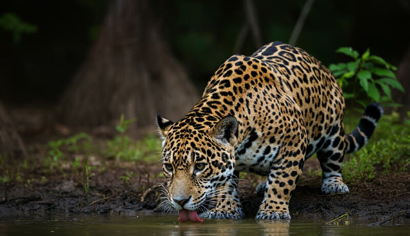 Significado de la Danza del Jaguar