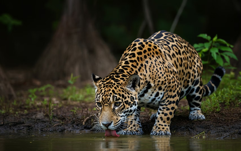 Significado de la Danza del Jaguar