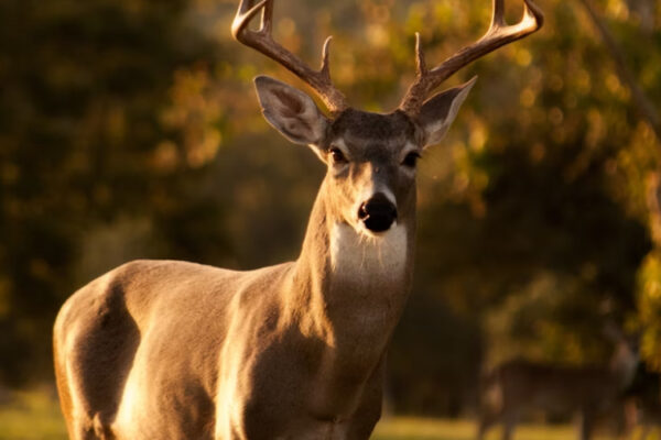 Significado de la Danza del Venado