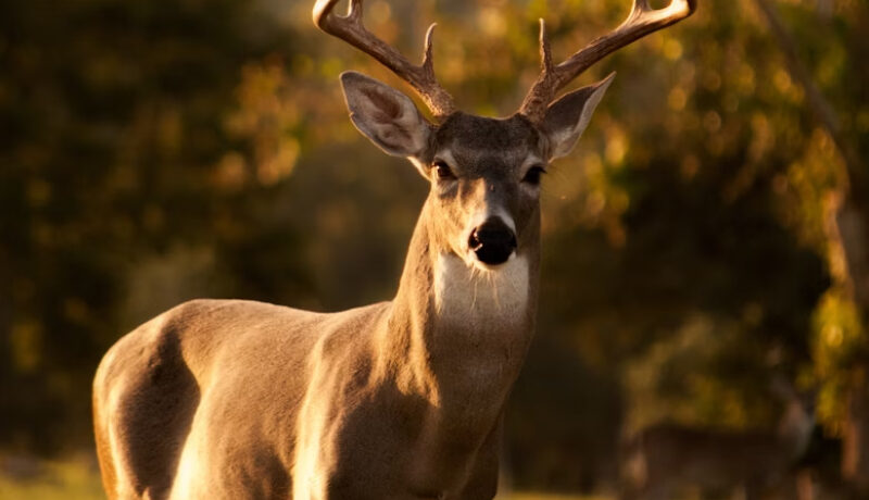 Significado de la Danza del Venado