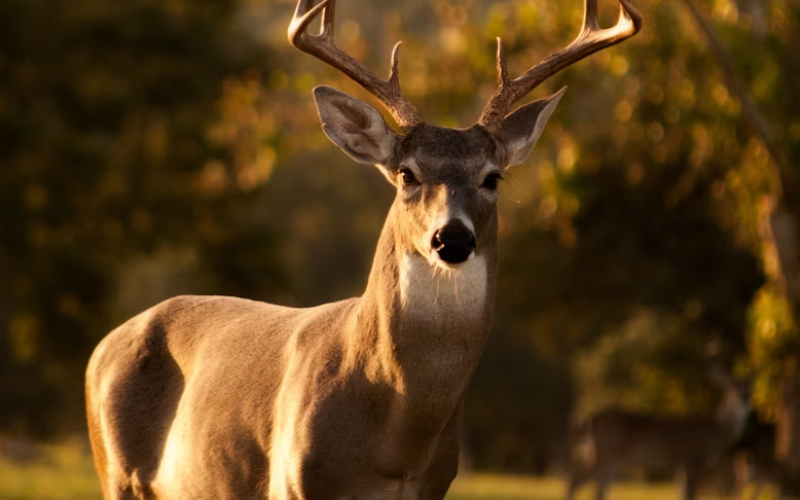 Significado de la Danza del Venado