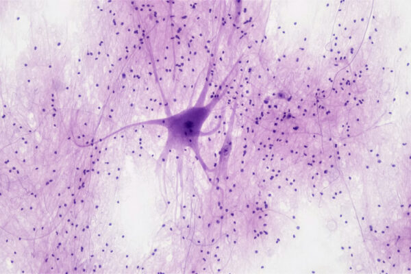 Animales con más neuronas