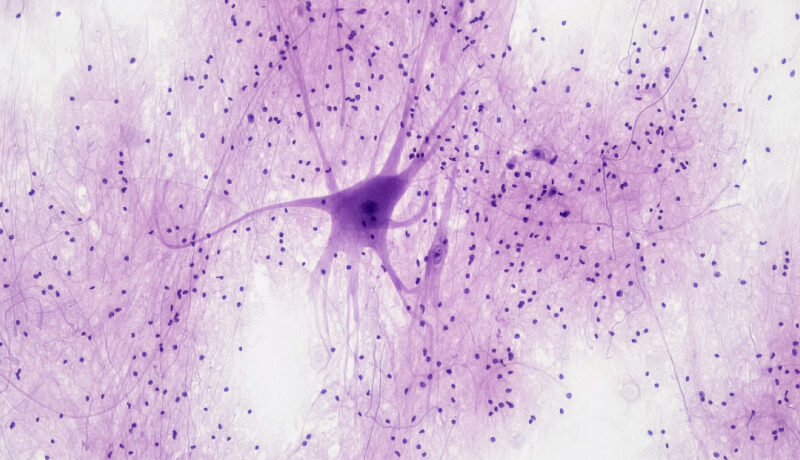 Animales con más neuronas