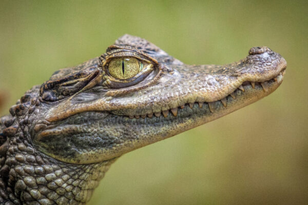 Cocodrilo