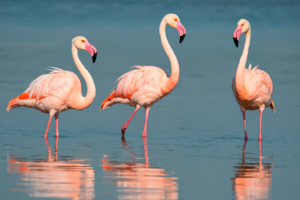 Flamencos