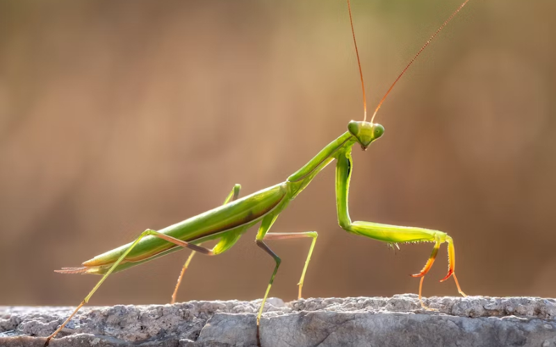 Mantis religiosa