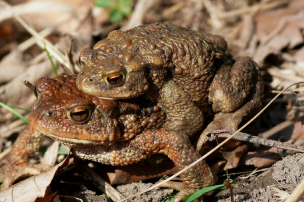 Tipos de reproducción en los seres vivos