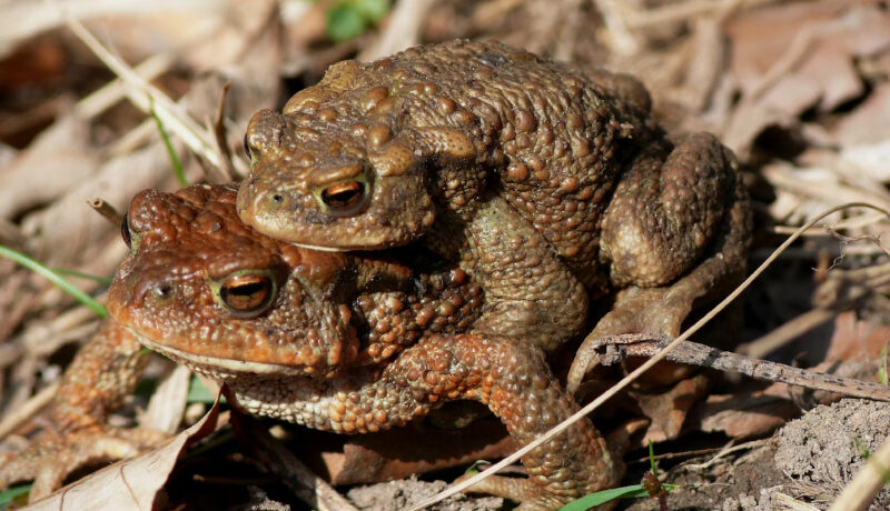 Tipos de reproducción en los seres vivos