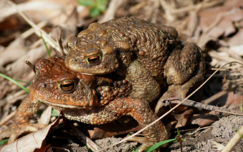 Tipos de reproducción en los seres vivos