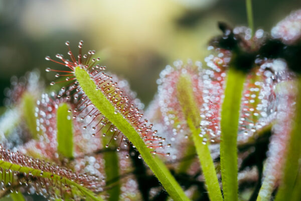 Drosera