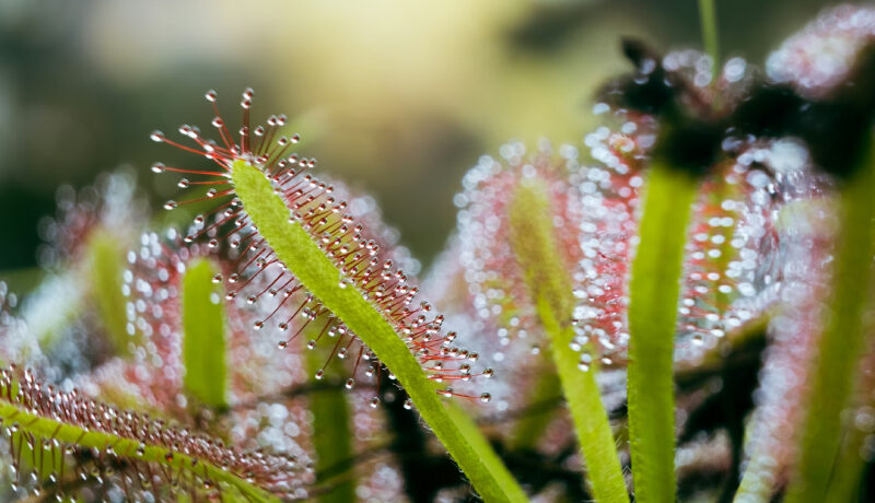Drosera