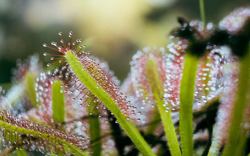 Drosera