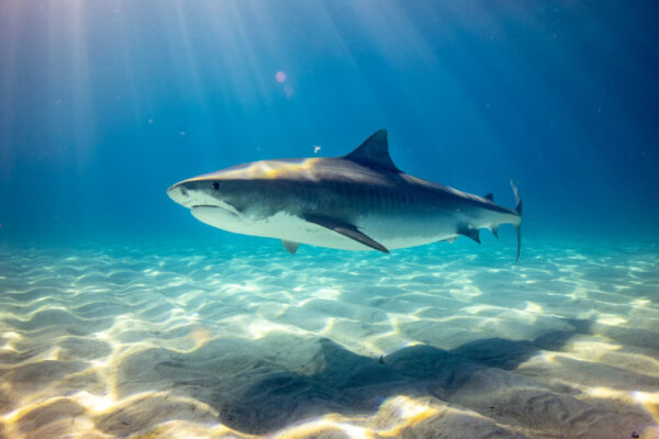 Tiburón