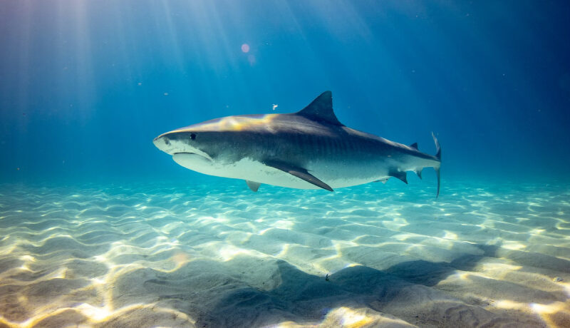 Tiburón