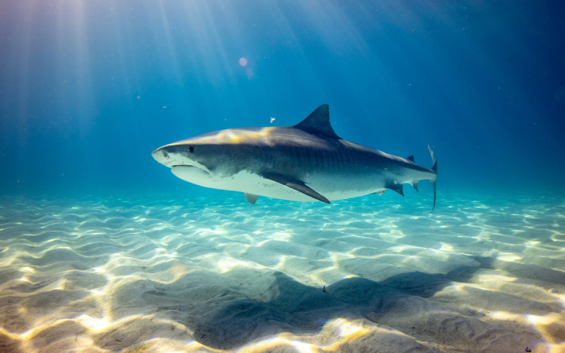 Tiburón