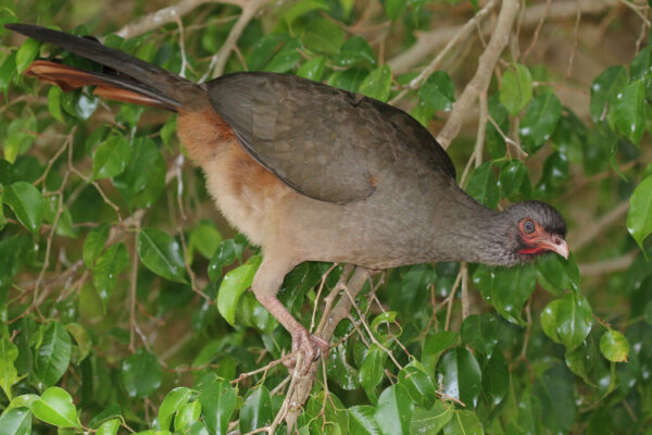 Chachalaca