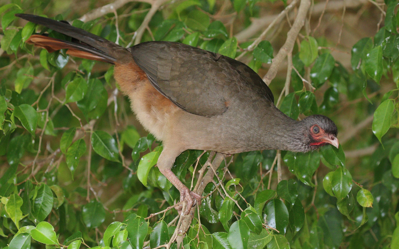 Chachalaca