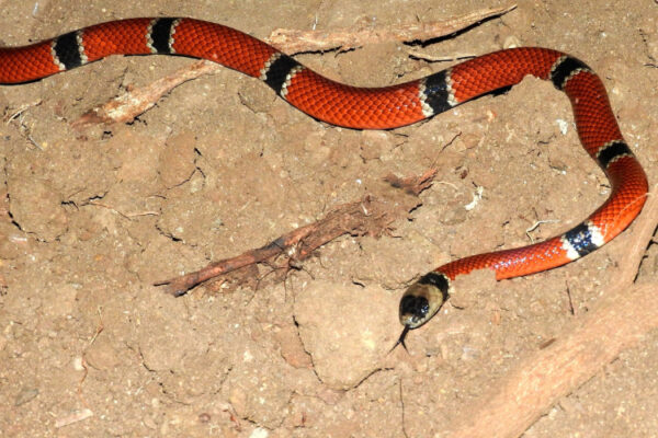 Coralillo
