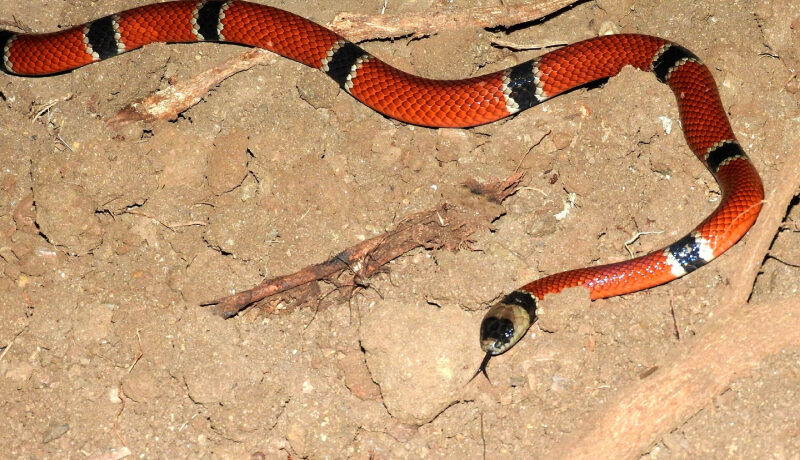 Coralillo