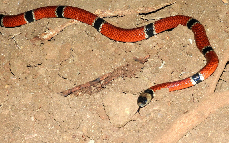 Coralillo