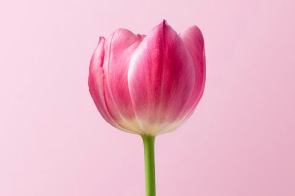Tulipan