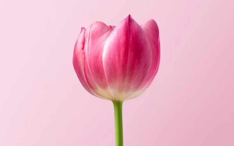 Tulipan