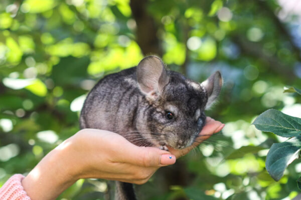 Chinchilla