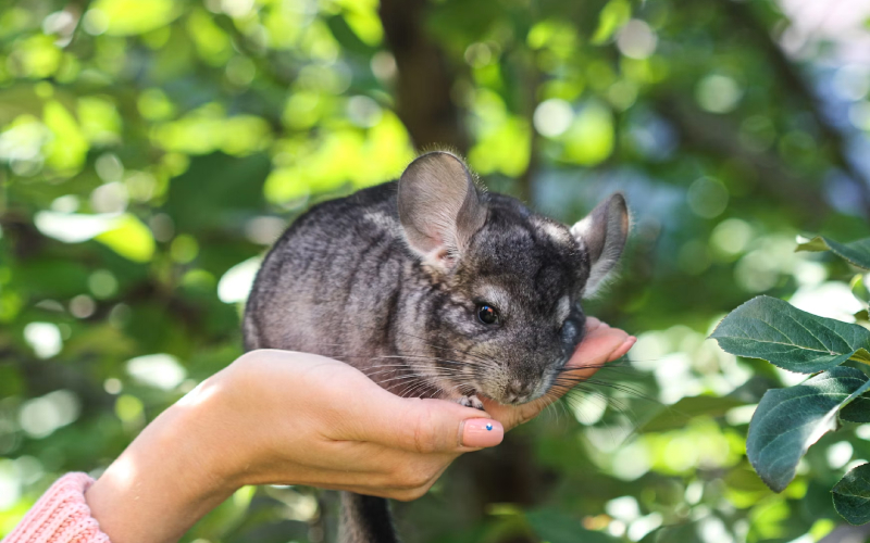 Chinchilla