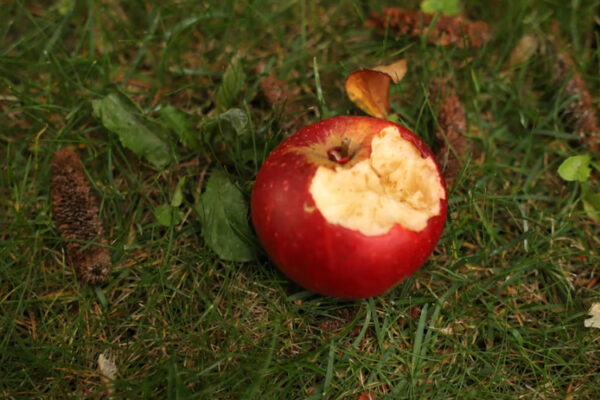 Manzana