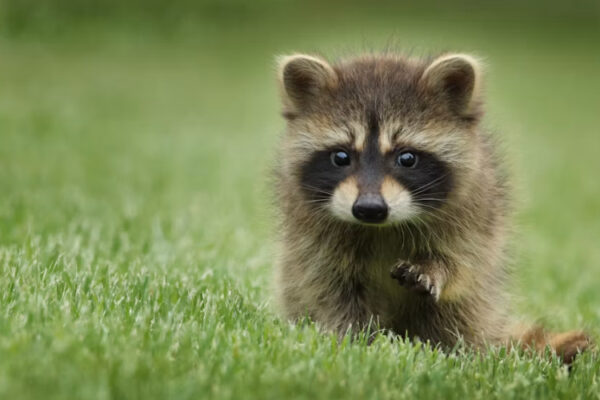 Mapache