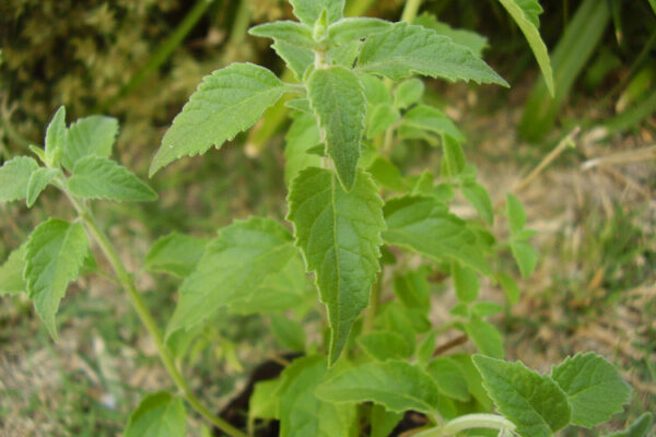 Planta peperina