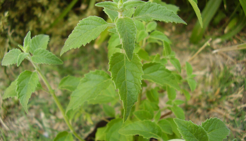 Planta peperina