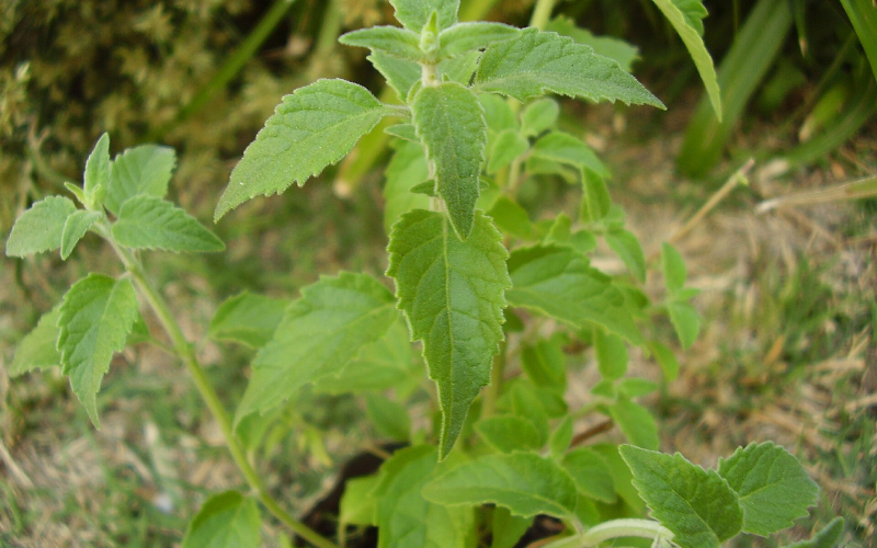 Planta peperina