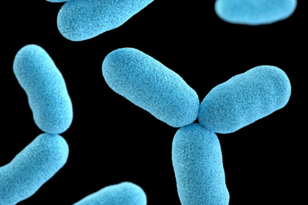 Bacterias