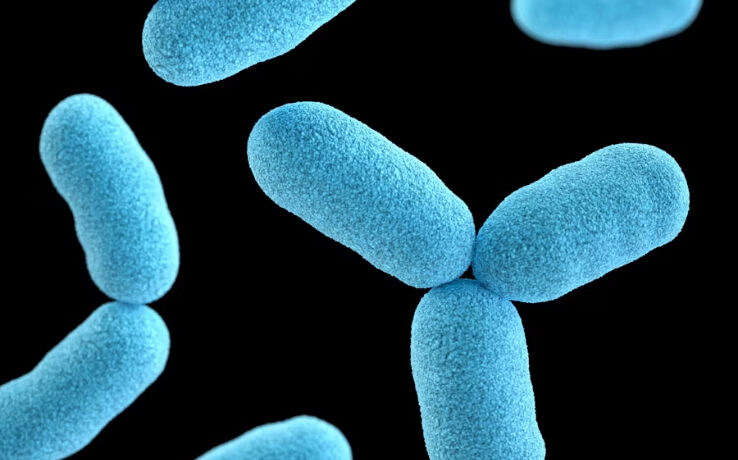 Bacterias