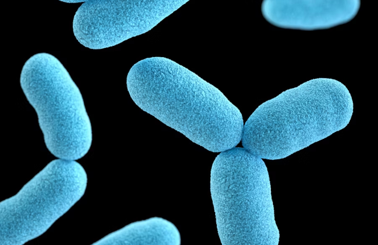 Bacterias