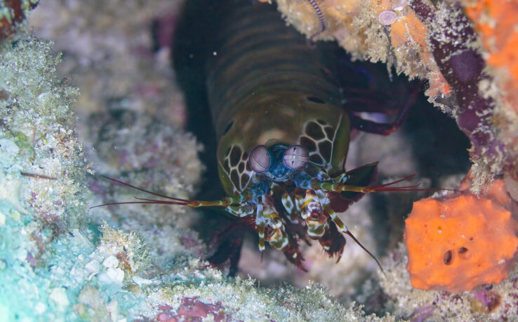 Camarón mantis