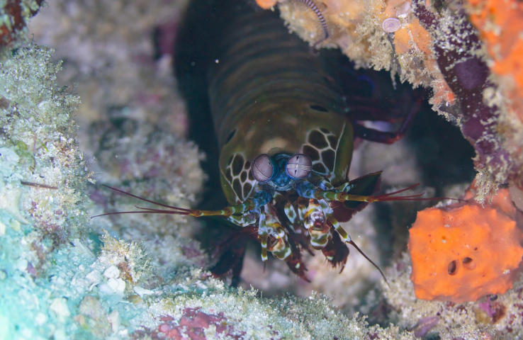 Camarón mantis