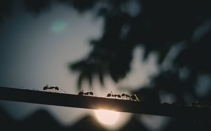 Hormigas