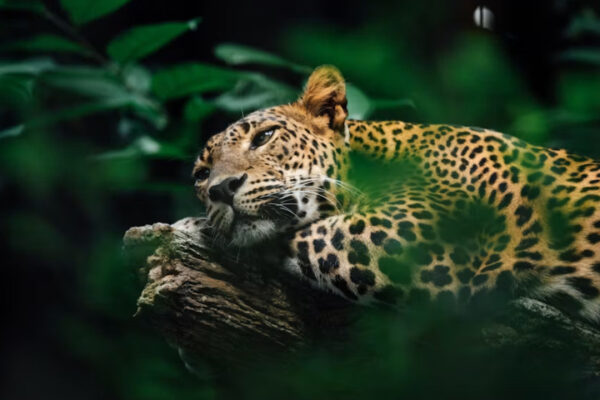 Jaguar