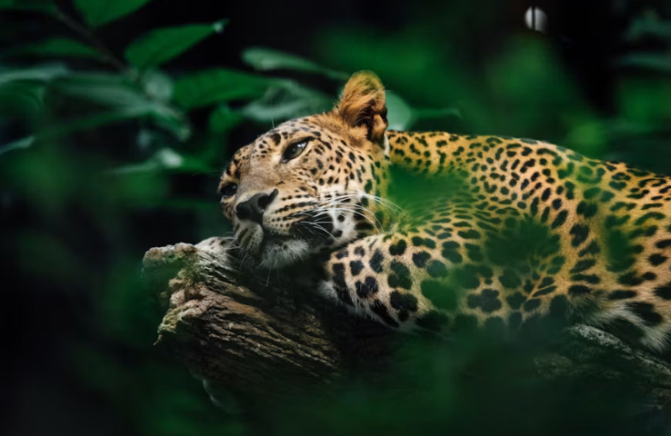 Jaguar