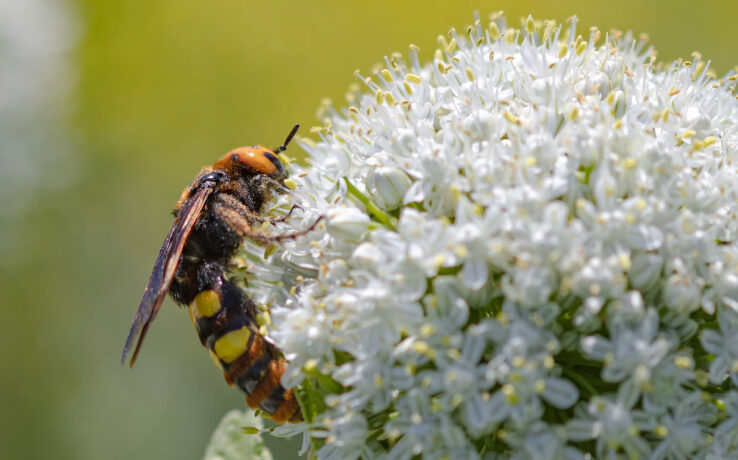 Megascolia maculata