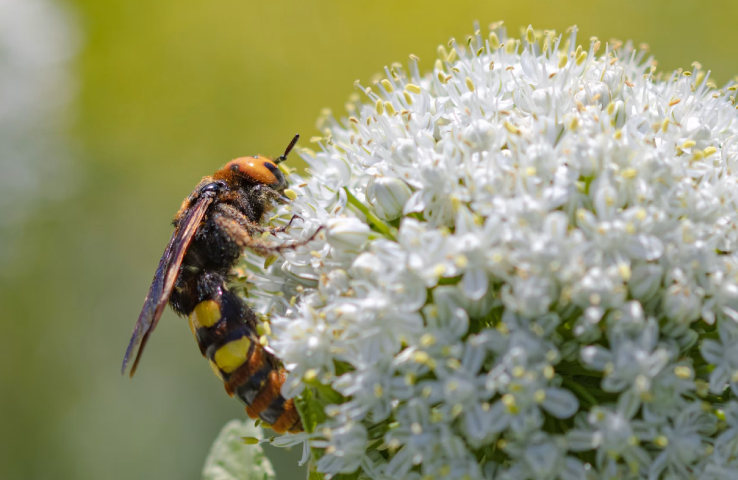 Megascolia maculata
