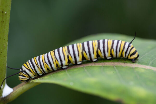 Oruga